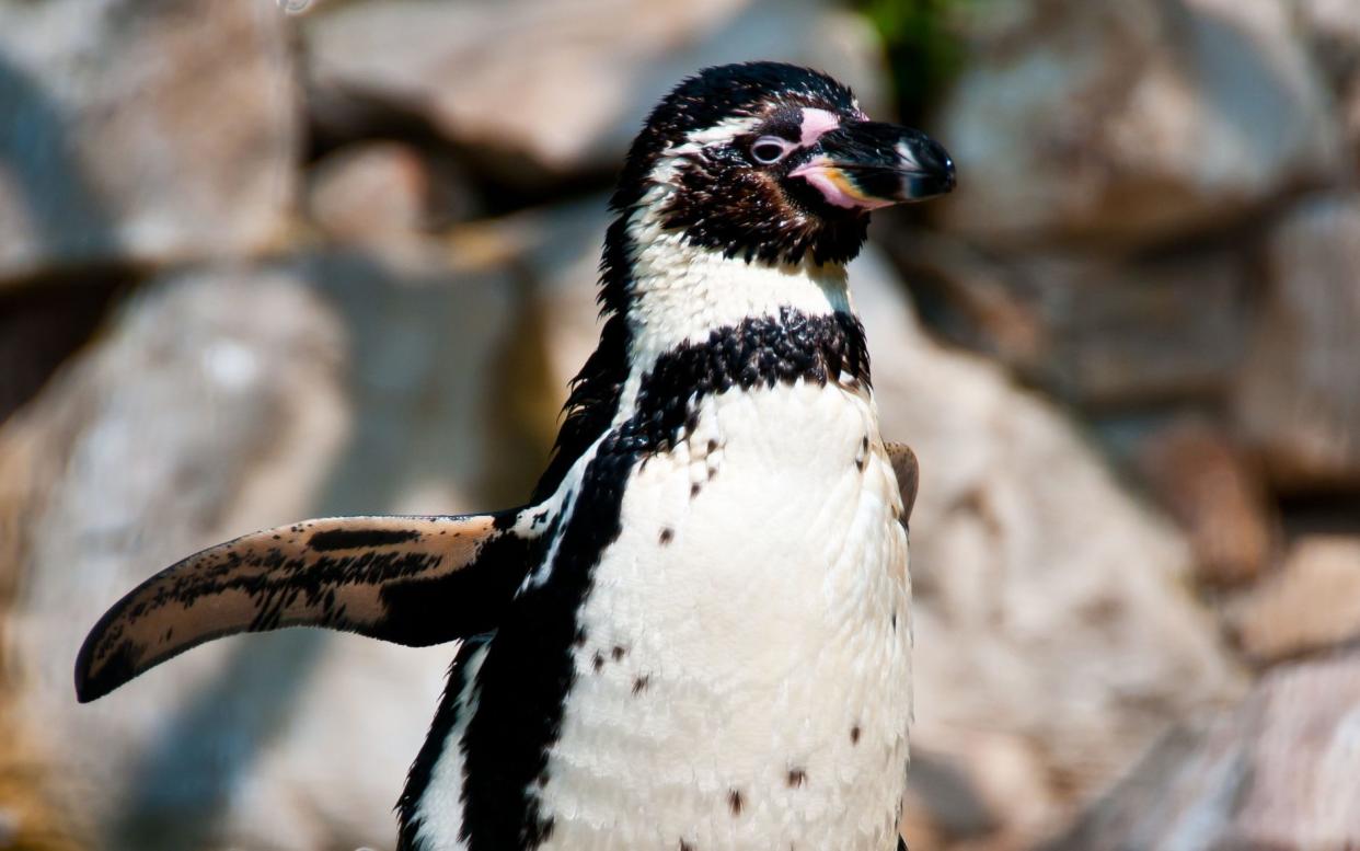 Humboldt Penguin