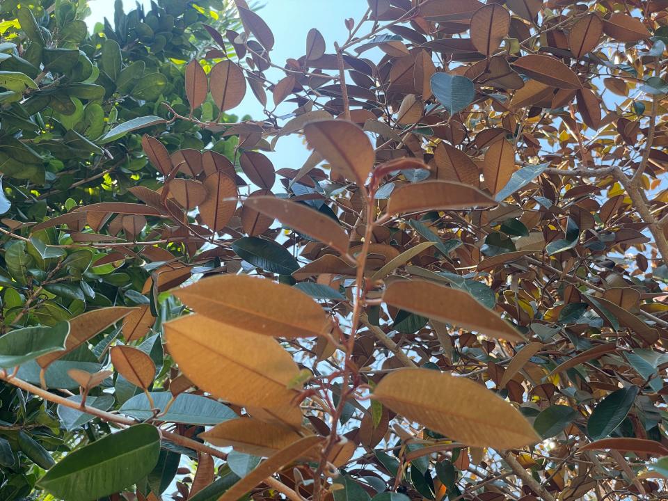 The leaves of a satinleaf tree.