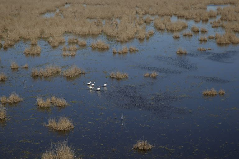 La fauna presente en el Río Salado