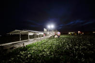 <p>Trabajadores agrícolas cosechan repollos antes del amanecer en un campo a las afueras de Calexico, California, el 6 de marzo de 2018 (Foto: Gregory Bull/<em>AP</em>). </p>