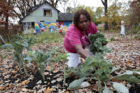 Gwen Shivers harvests edible greens from her community garden on a vacant lot next to an abandoned home boarded-up with colorful murals made by community members to help combat blight in the Brightmoor neighborhood of Detroit, Michigan on October 19, 2012. The city is also home to 1,400 gardens tended by 15,000 to 20,000 mostly volunteer gardeners, said Rebecca Salminen Witt, president of the Greening of Detroit. The produce - 200 tons are harvested each year - is distributed to the community and sold at neighborhood farmers' markets in Detroit, and the income is plowed back into the collaborative. REUTERS/Rebecca Cook