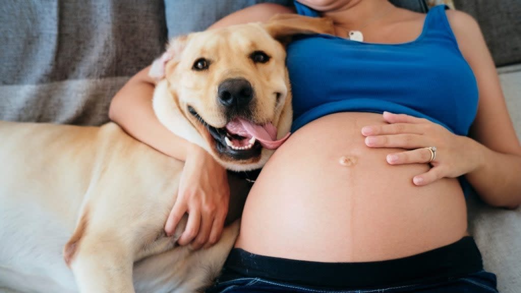 Happy dog lying down with pregnant owner