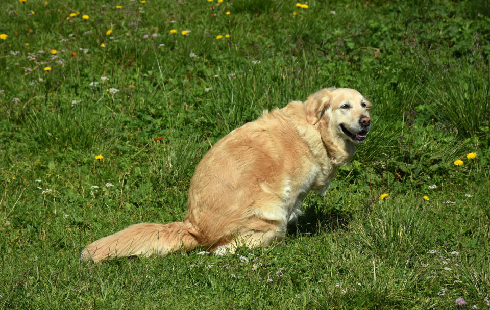 dog pooping in grass