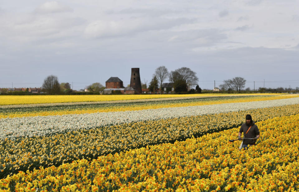 Daffodil fields