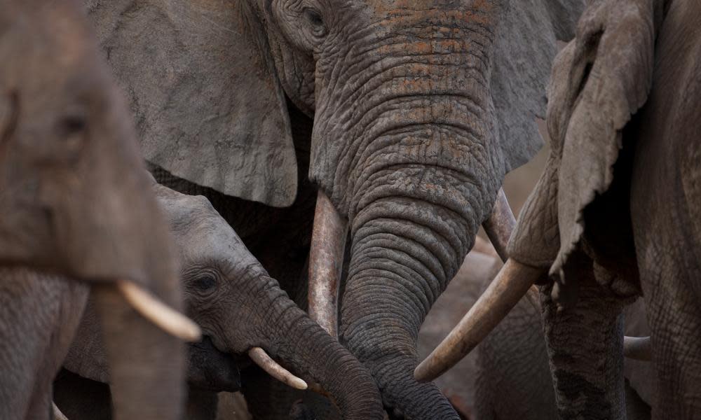 Elephants in Kenya