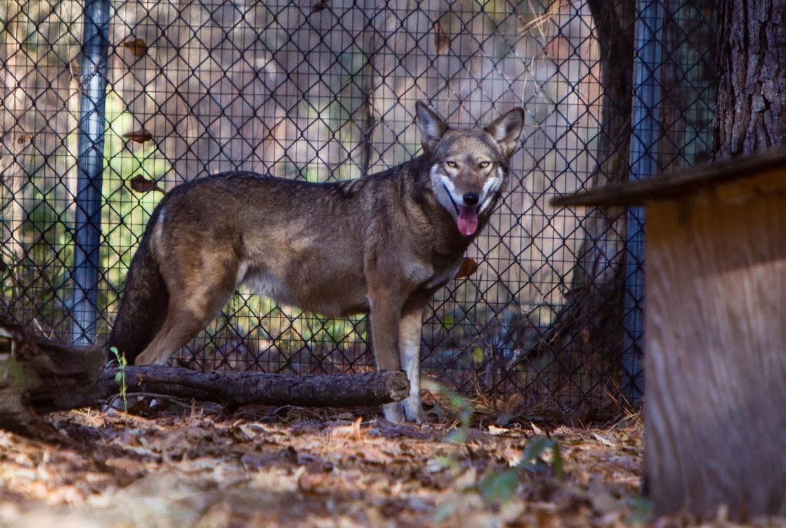 Red wolves are part of an educational and conservation program at Cape Romain National Wildlife Refuge, Sewee Visitor’s Center in Awendaw. There are only about 300 known Red Wolves in existence. Earlier this year a litter of pups was born at the center. 12/3/14