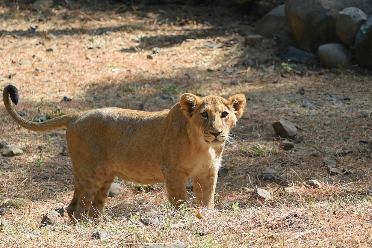 FILE: A lion cub is seen inside an enclosure at the Sakkarbaug Zoological Garden, which takes part in a captive breeding programme for endangered Asiatic lions, in Junagadh, some 320 kilometres from Ahmedabad (AFP via Getty Images)