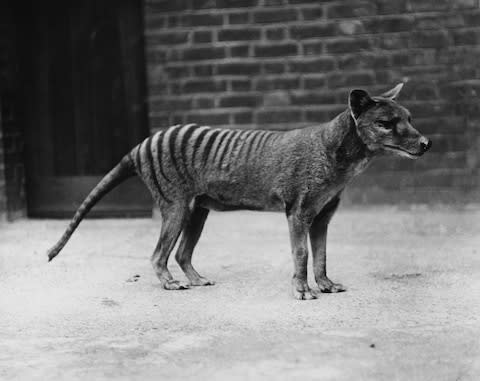 The last Tasmanian tiger died in 1936 - Credit: 2012 Getty Images/Popperfoto