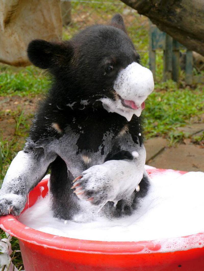 Wasser, Marsch! Knuffige Tierbabys und ihre erste Bade-Session