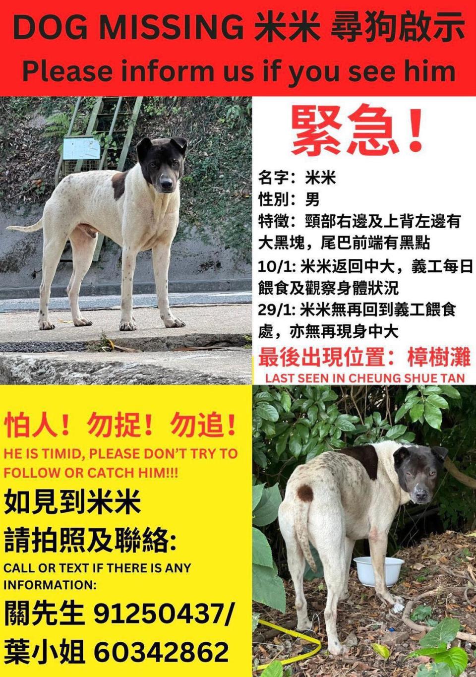 社區狗米米突然失蹤，義工製作了尋犬單張。