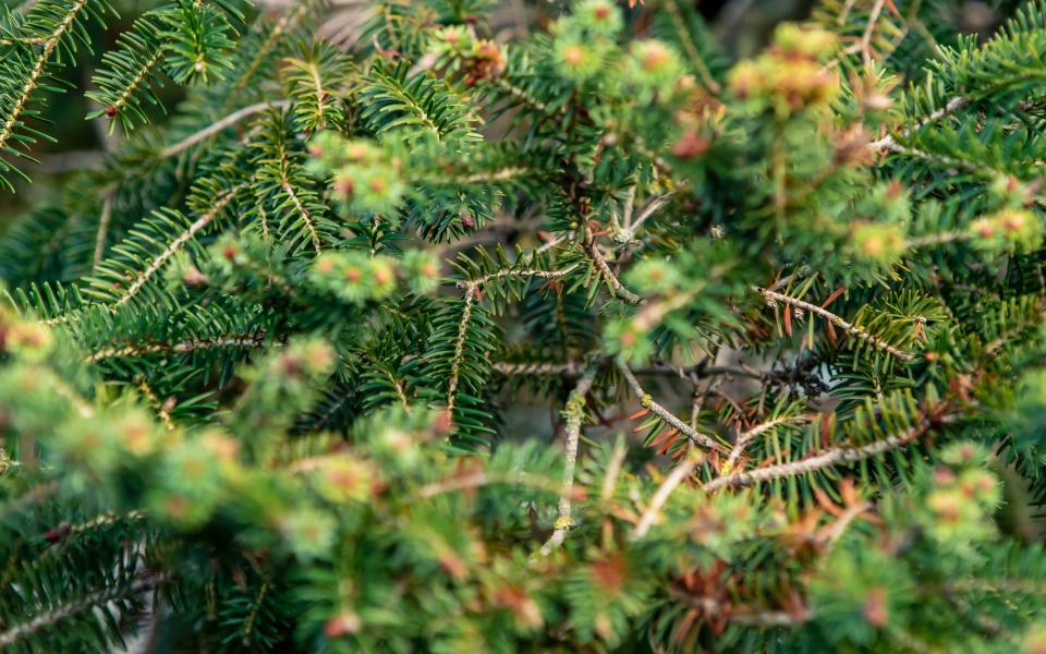 Abies pinsapo - Getty