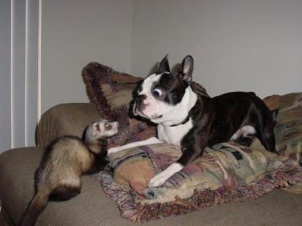 Dog and Ferret