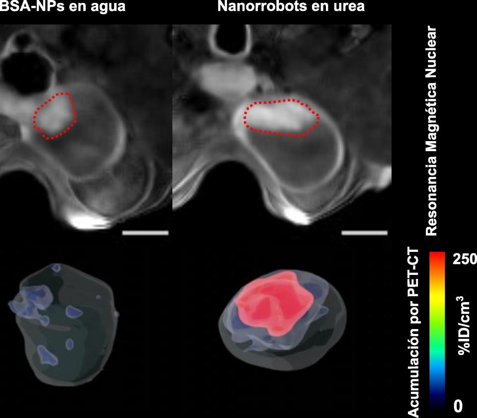 A microscope captures how the nanorobots travel inside the bladder (IBEC)