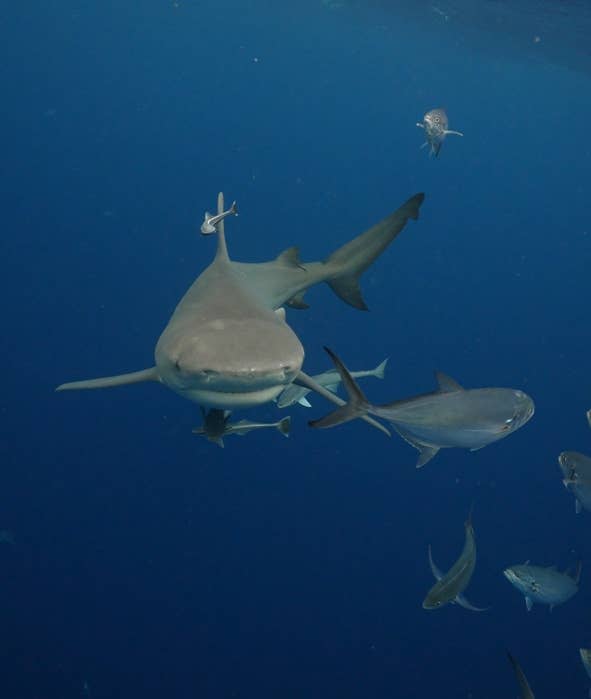 A shark swims while smaller fish swim near the shark