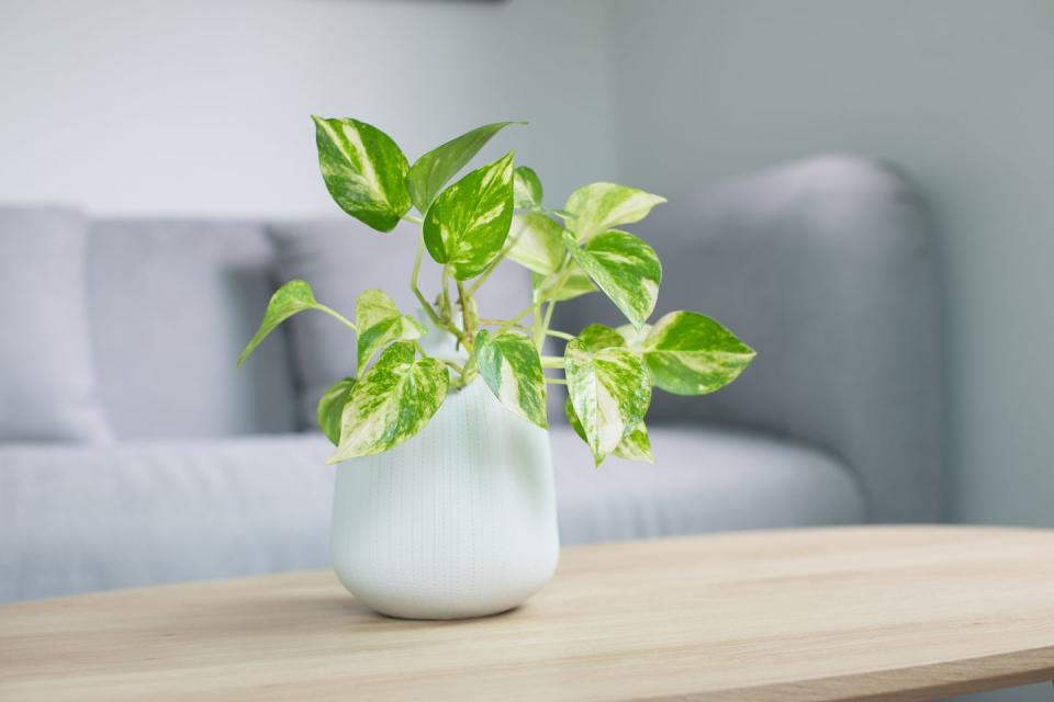 best tropical plants golden pothos