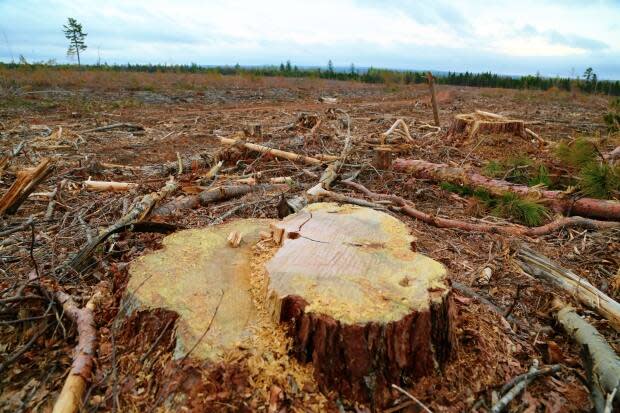 New Brunswick timberland owners were paid prices for sawlog quality trees cut by logging companies last December similar to 2016, even as lumber prices surged past $1,000 per 1,000 board feet. (Shane Fowler/CBC - image credit)