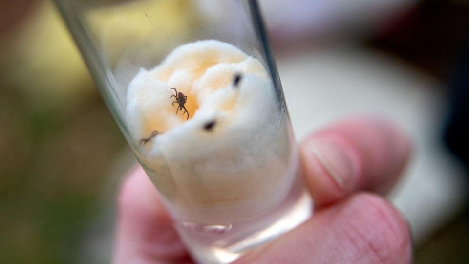 Captured ticks in a tube