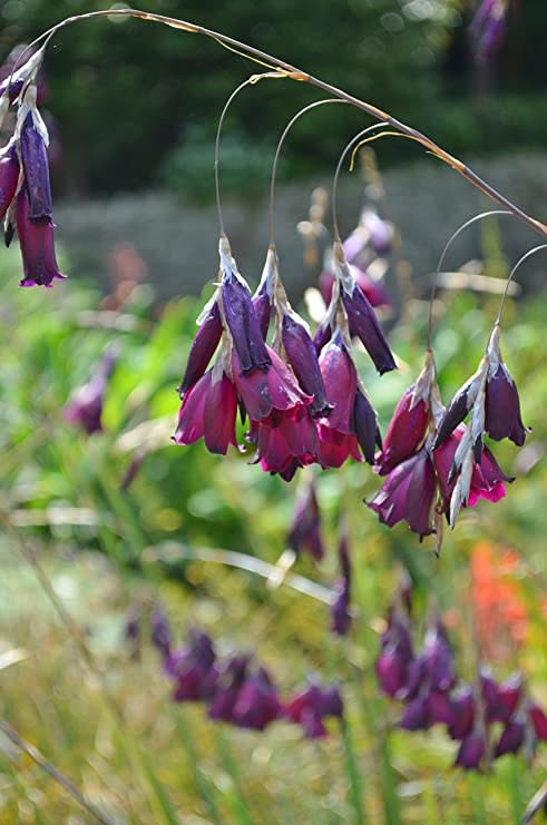 5. Dierama