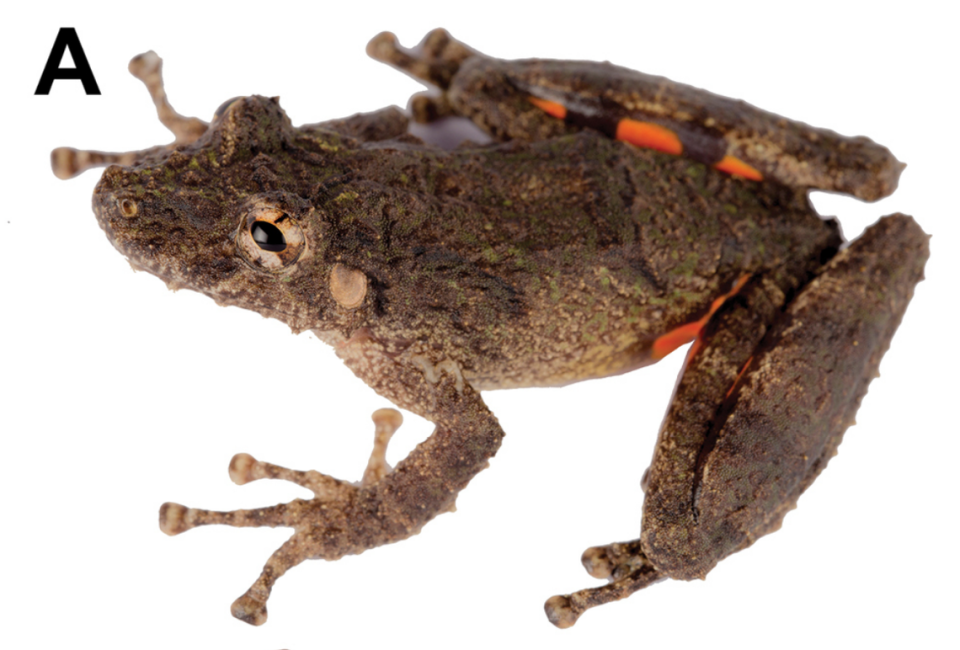 Scinax pyroinguinis as seen from above.