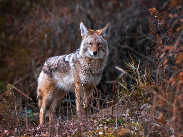 How to Protect Your Dog from Coyotes