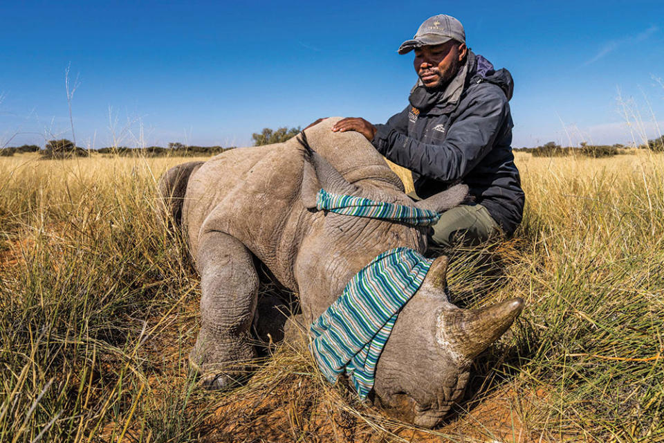 A ranger at Tswalu Kalahari in South Africa, where guests can help microchip rhinos.