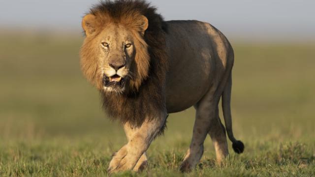 Fatal Lion Attack on University Zookeeper Blamed on 'Human Error