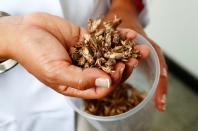 Dr. Daylan Tzompa Sosa holds a handful of crickets at Ghent University