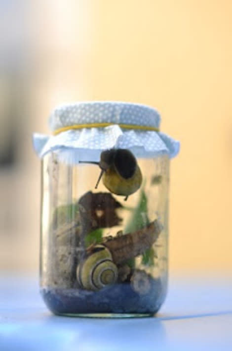 Bug Jar