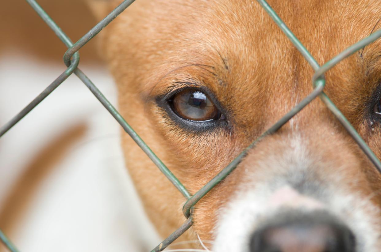 A dog is seen in close-up photo of its face behind wire mesh. OKC Animal Welfare investigators responded to a site underneath an Interstate 40 overpass last Thursday after representatives with two animal rescue nonprofits found six dead dogs rotting there.