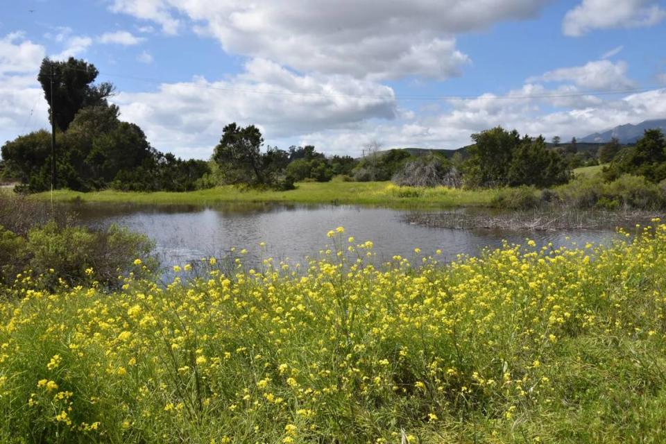 A vernal pool at the Lake Los Carneros Recreation Area in Goleta.