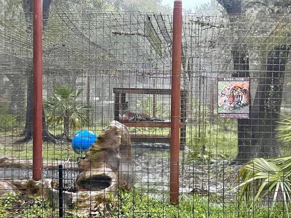 Residents of the sanctuary currently include 21 bobcats, 8 tigers, 6 servals, a jaguar and a leopard to name a few (@bigcatrescue/Facebook)