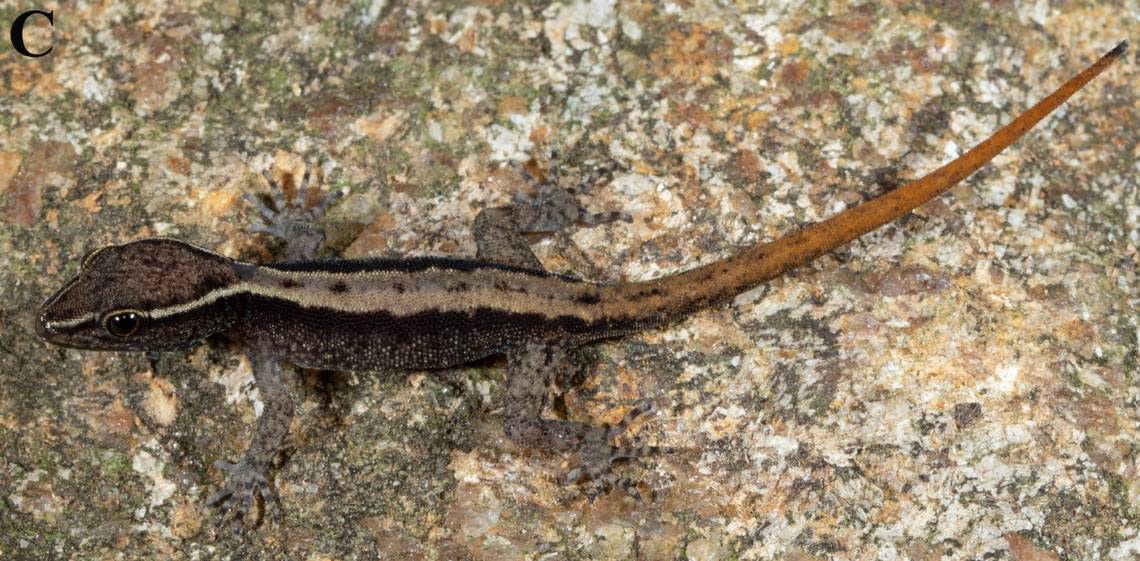 A juvenile Cnemaspis sanctus, or holy dwarf gecko.