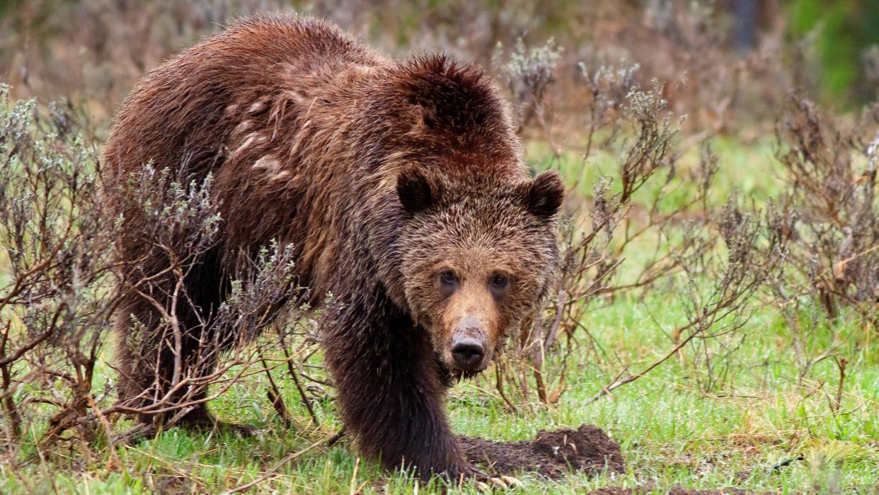  Grizzly bear in Wyoming. 