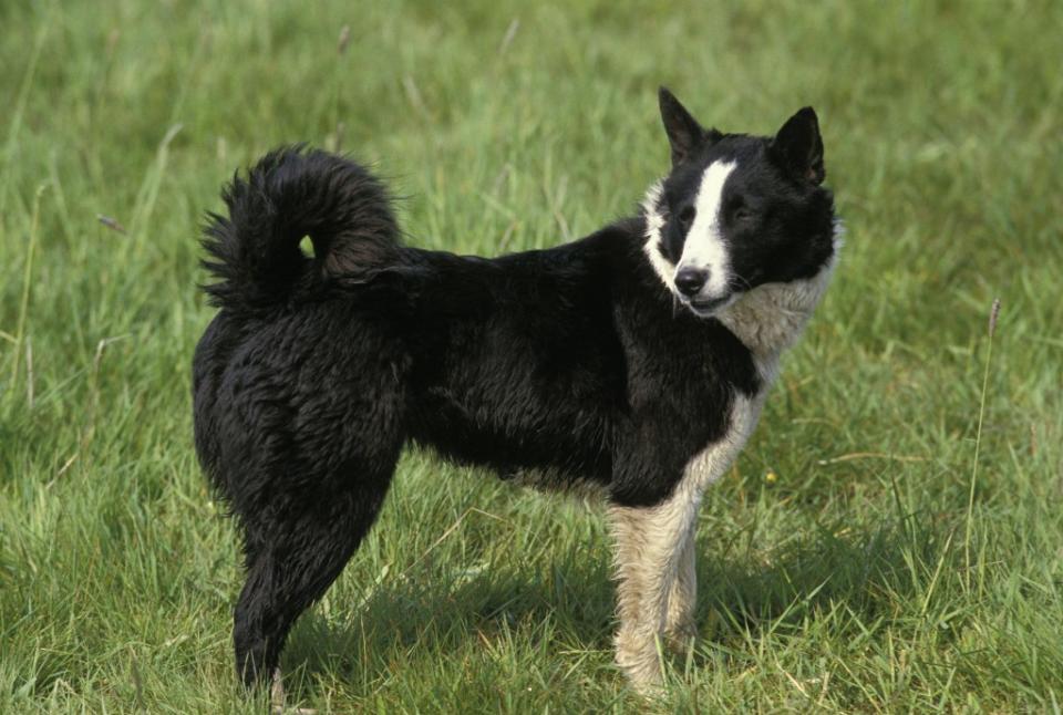 The Karelian Bear Dog standing in grass.