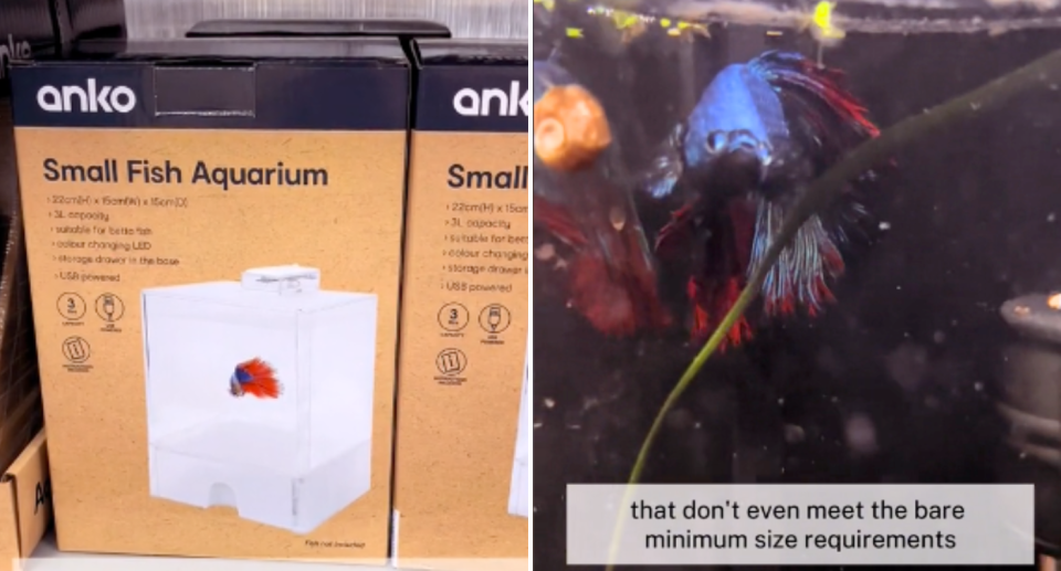 Screenshots from the TikTok video showing Kmart's 'small fish aquarium' box and a close up of a betta fish.
