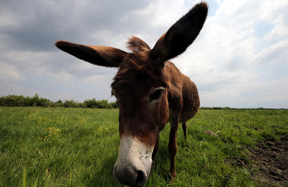 <p>A donkey pastures in the natural environment of the Zasavica Nature Reserve, 90km from Belgrade, Serbia, May 22, 2017. (Photo: Koca Sulejmanovic/EPA) </p>