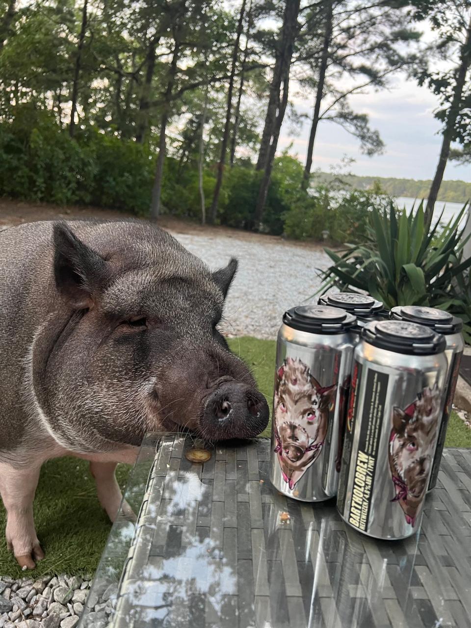 In Harwich, Bartholomew the pig seems to admire Bartholobrew, the limited edition beer from the Provincetown Brewing Co. that features his portrait. The pig won a pet label contest that raised funds for the Carrie A. Seaman Animal Shelter in Provincetown.