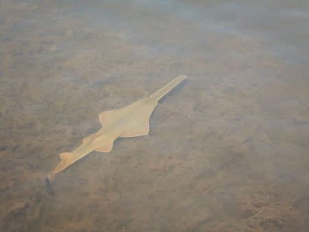 A juvenile smalltooth sawfish is pictured in the Charlotte Harbor estuarine system in Florida in this undated handout photo obtained by Reuters June 1, 2015. REUTER/Jamie Mae Darrow/Florida Fish and Wildlife Conservation Commission/Handout via Reuters