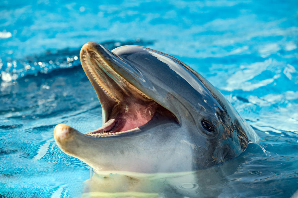 Scientists may have caught dolphins holding an actual conversation and it is fascinating