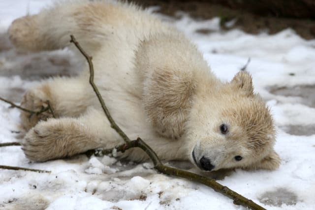 Polar bear cub in Rostock named Fiete