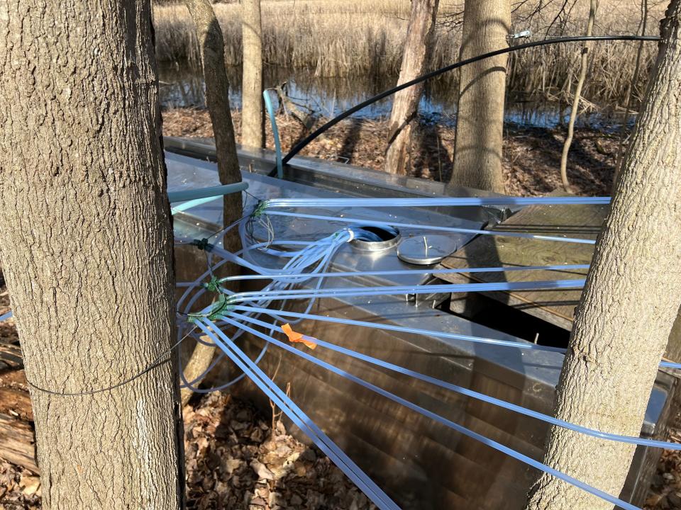 Tubing connected to sugar maple trees empty into a tank at Kettle Ridge Farm in Victor on March 14, 2024.