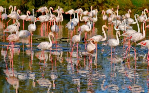 Flamingos in the Camargue - Credit: Getty