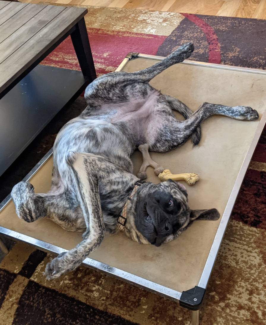 Dog lying on back with its body contorted
