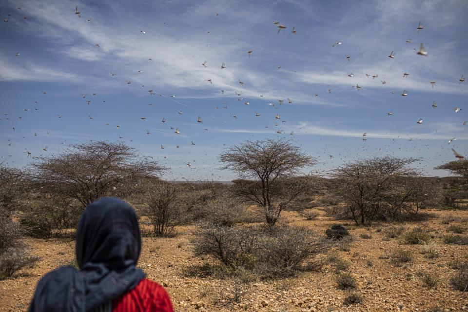 Somaliland Locusts Swanson (6 of 17).jpg