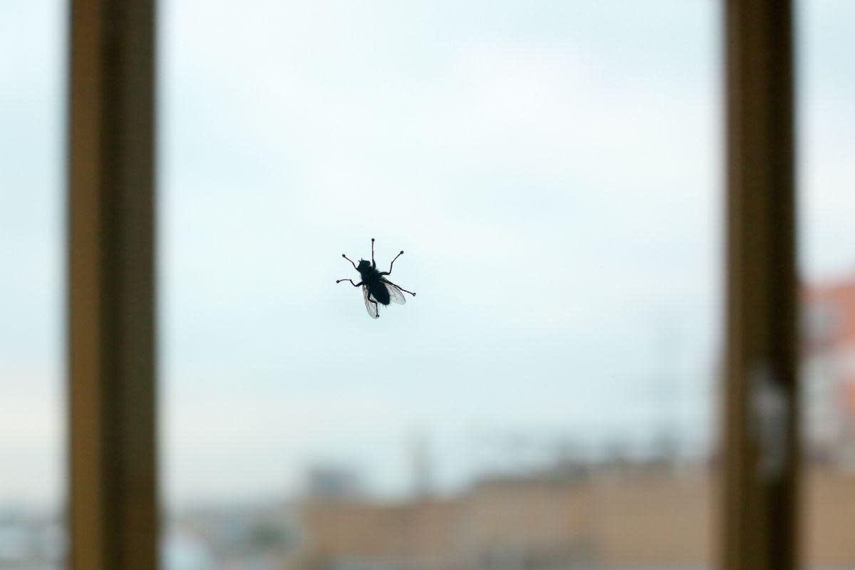 Fly season has returned <i>(Image: Getty)</i>