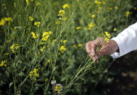 An Indian scientist holds a genetically modified (GM) rapeseed crop under trial in New Delhi February 13, 2015. Picture taken February 13, 2015. REUTERS/Anindito Mukherjee