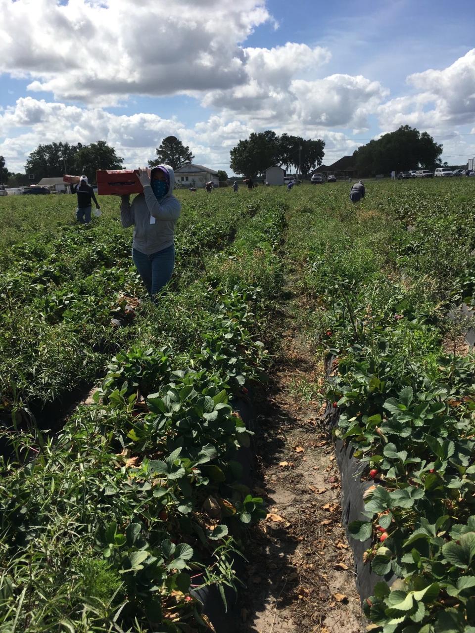 Luz Vazquez Hernandez, 18, works in strawberry fields near her home in Mulberry, Florida. She worked as a migrant worker throughout her high school years.