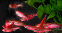 GloFish are seen swimming around a fish tank in this undated handout photo. The fish, which were genetically engineered to glow, were originally intended to help scientist study pollution but are now being marketed as the first genetically altered house pet. (Photo courtesy of GloFish/via Getty Images)