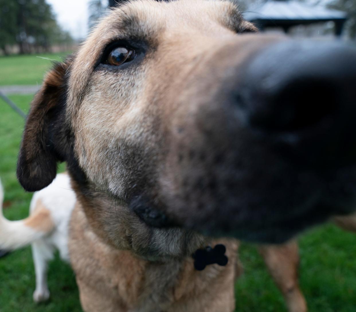 Carlos, a male Canaan dog rescued from the West Bank, is curious about the camera at DAWG (Detroit Animal Welfare Group) in Romeo on Friday, April 12, 2024. Carlos is looking for a good home.