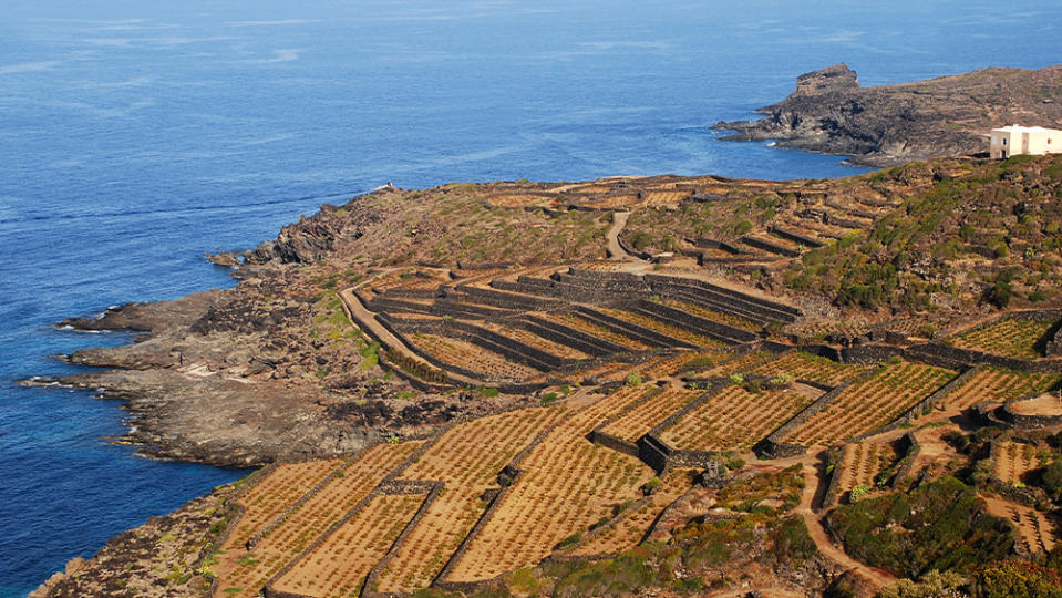 Pantelleria Island Vineyards